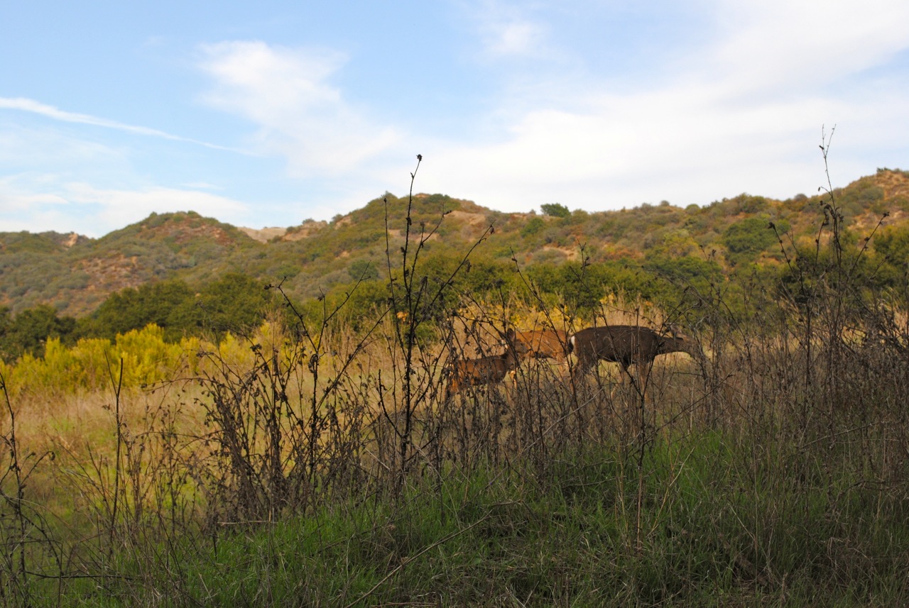 Topanga Canyon CA Weather Overview