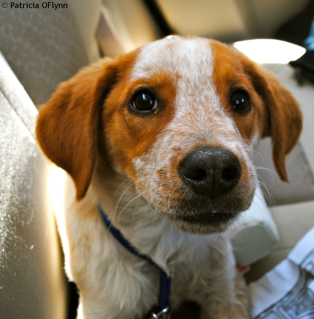 Dog Day Afternoon Wyoming Dog Day Afternoon Wyoming