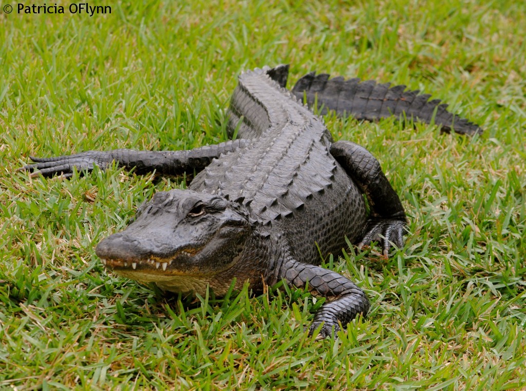Alligator