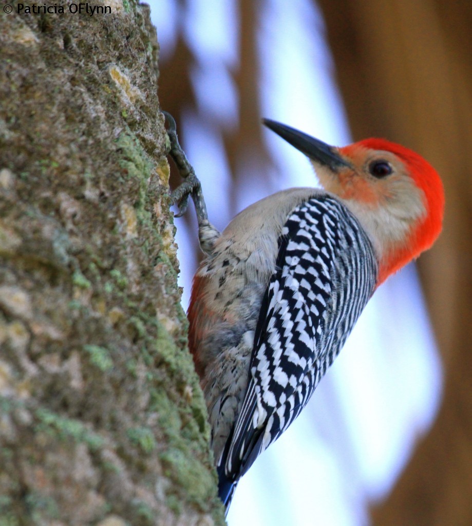 Red-bellied woodpecker