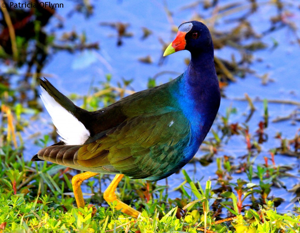 Purple Gallinue