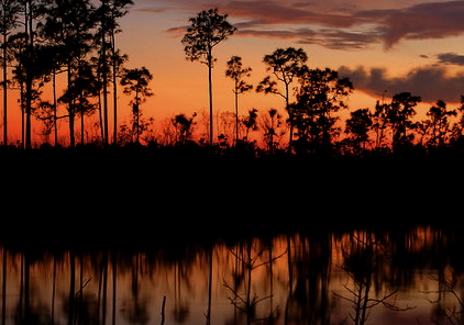 everglades