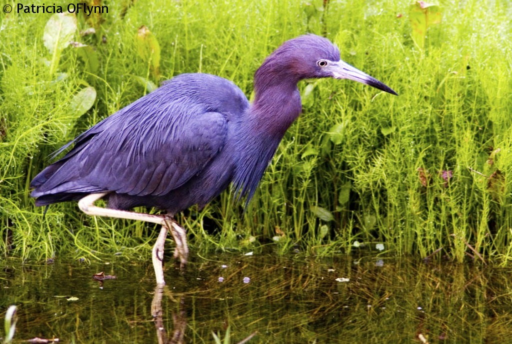 Little Blue Heron