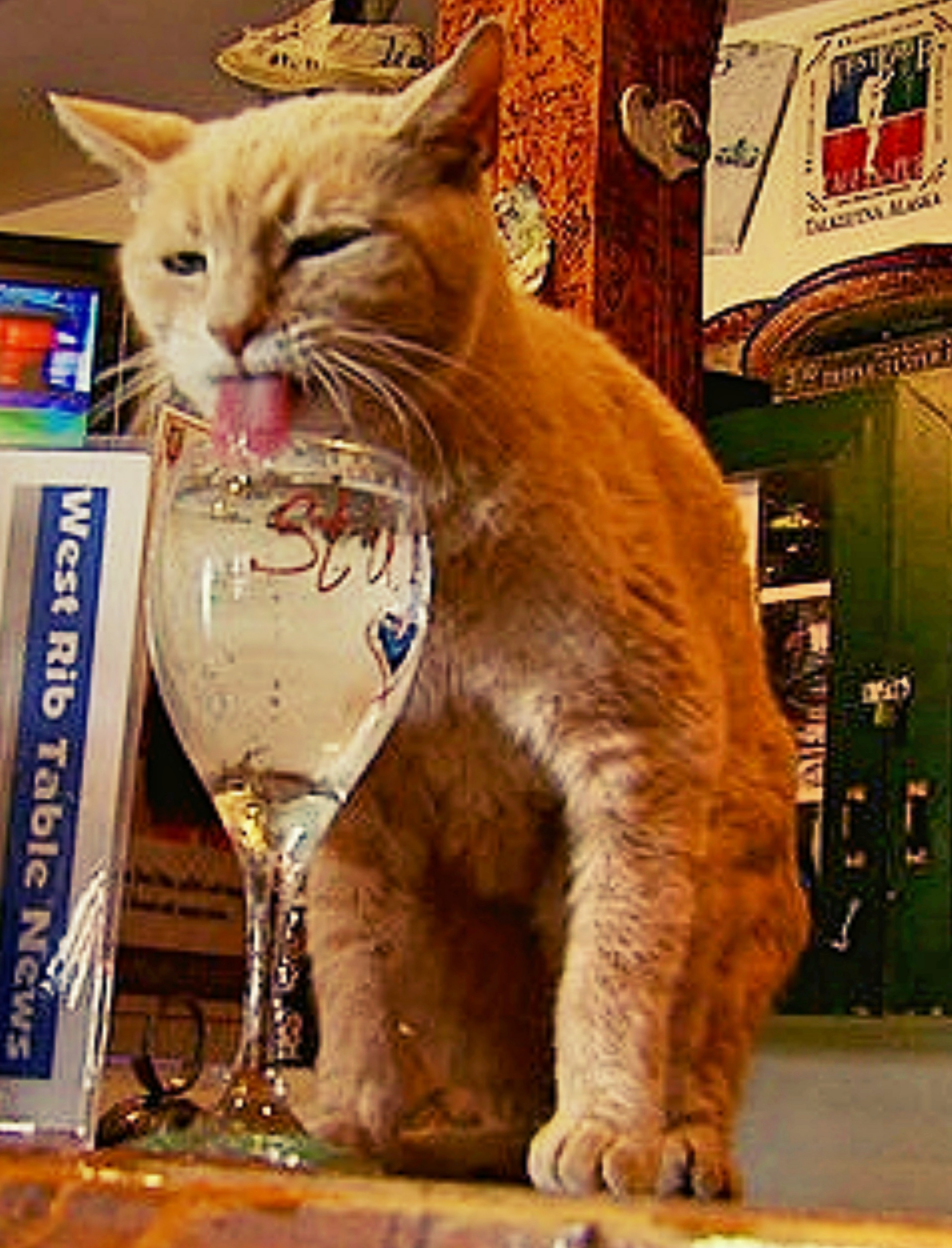 Stubbs the Mayor Cat of Talkeetna A Trish Out of Water