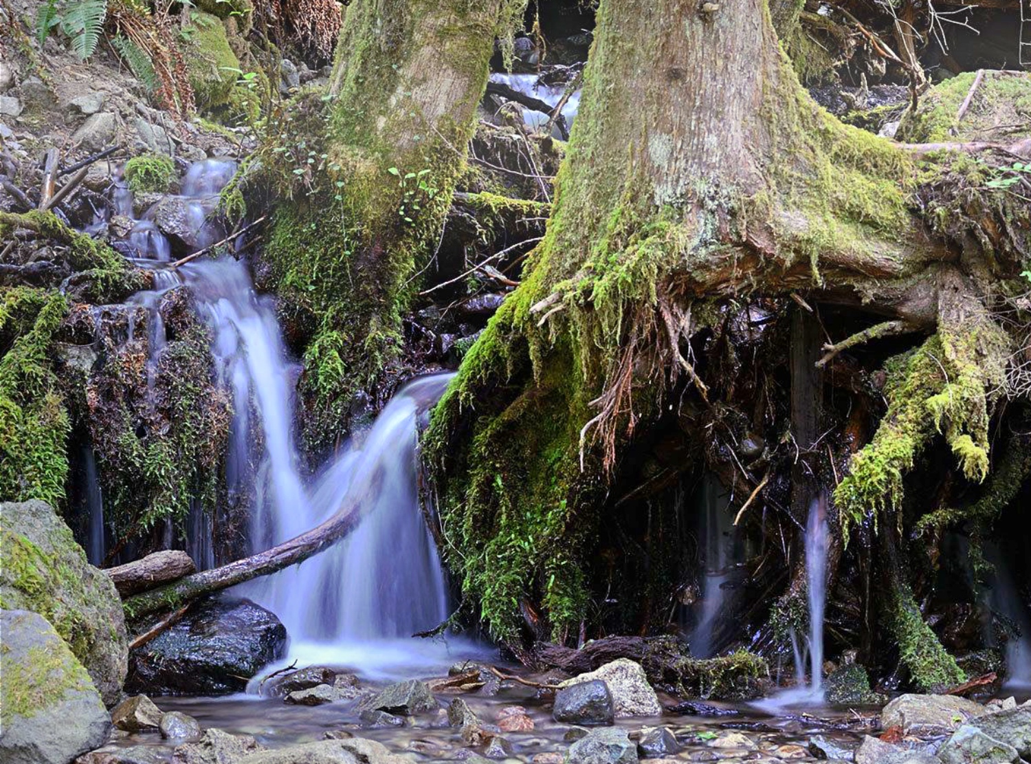 opal creek