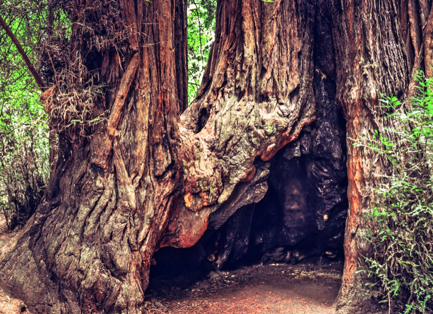 Trees of Mystery Coastal Redwoods